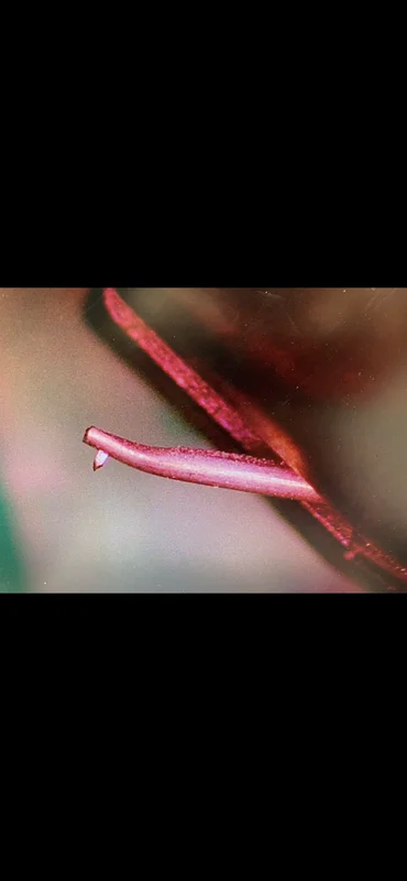 hana ML - Bild 3 av 7