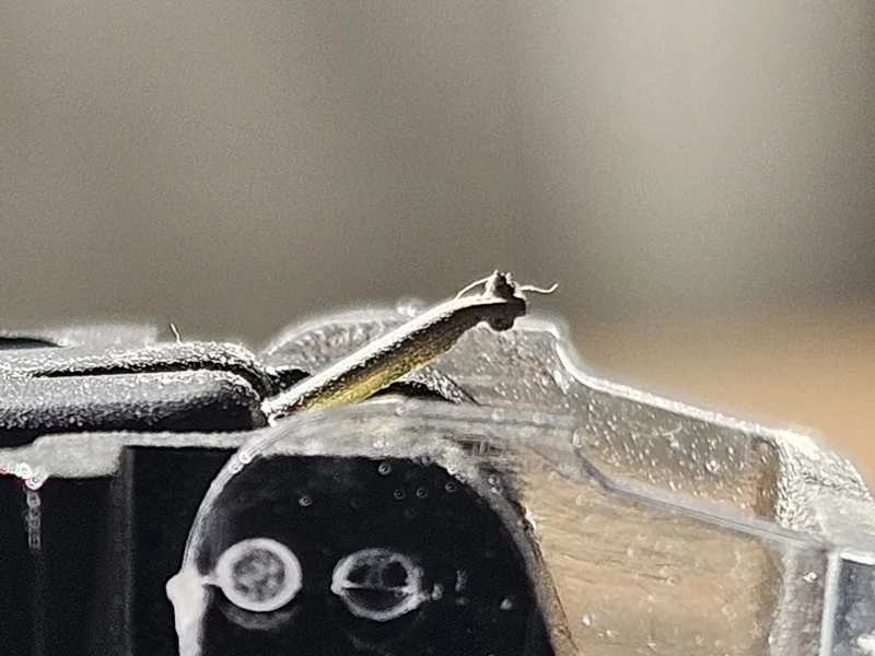 Gold Note Vasari Gold  - Bild 3 av 5