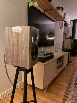 Dynaudio special forty grey birch